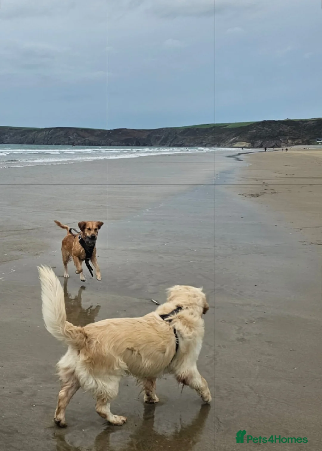 Golden Retriever dogs for sale: Lovely Golden retriever puppy ❤️ - Advert 5