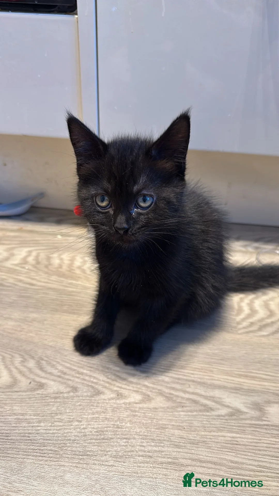 British Shorthair cats for sale: 4 kittens available - Advert 5