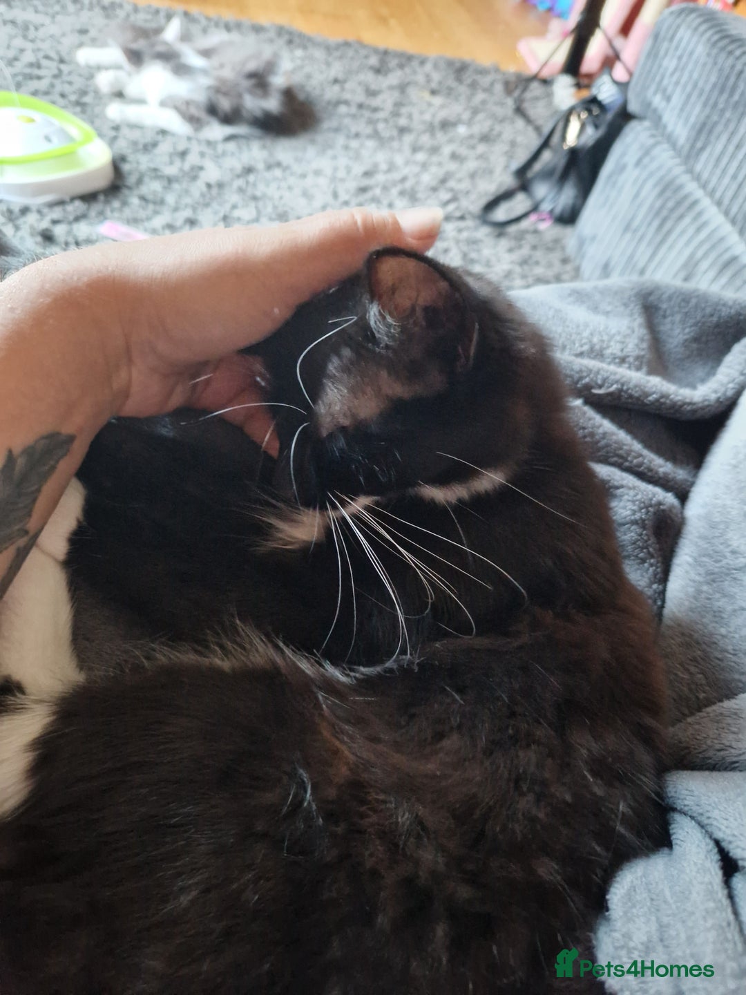 Mixed Breed cats for sale: Beautiful black and white girl for sale - Image 2