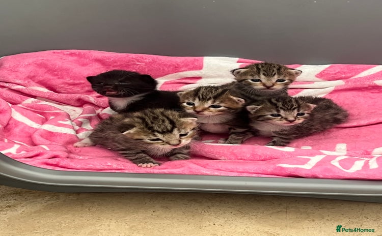 Mixed Breed cats - Advert 13