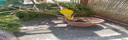 Parakeets birds for sale: Stunning Yellow male Kakariki - Advert 5