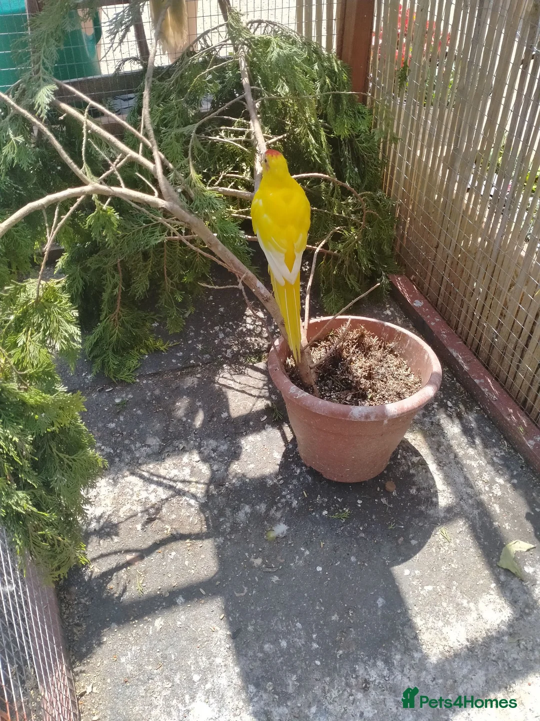Parakeets birds for sale: Stunning Yellow male Kakariki - Advert 5