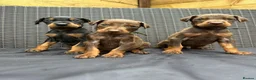 Dobermann dogs for sale: Beautiful family dobermans * 3 pups left * - Advert 14