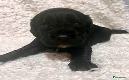 Cocker Spaniel dogs for sale: Fully health tested KC reg working Cocker Spaniels - Image 10