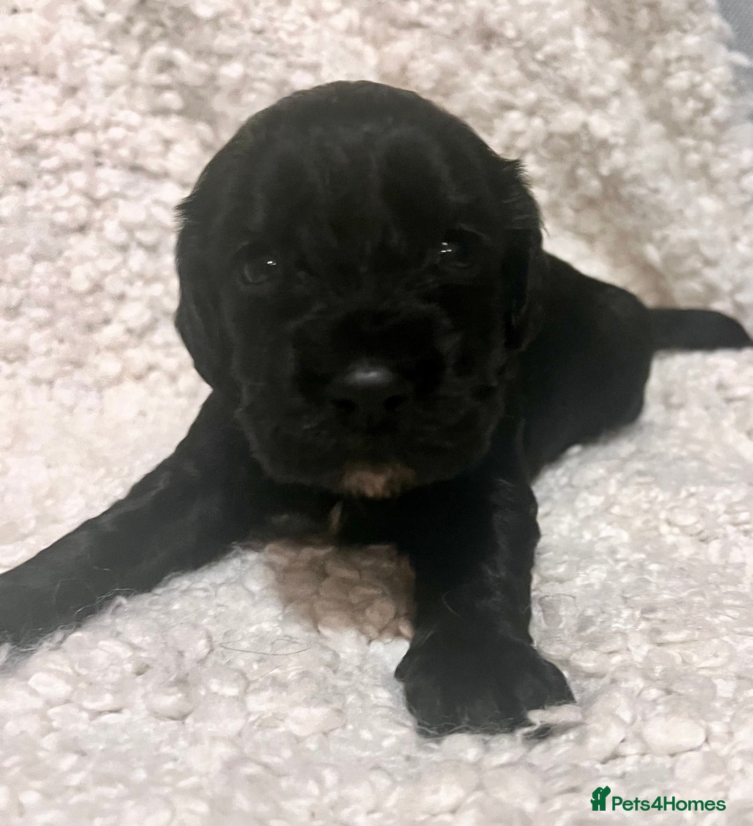 Cocker Spaniel dogs for sale: Fully health tested KC reg working Cocker Spaniels - Image 10