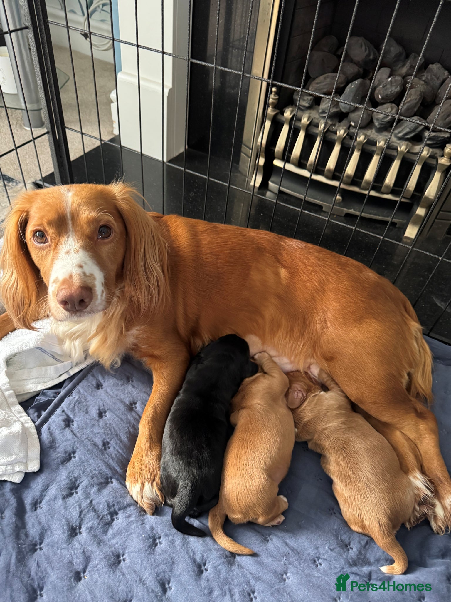 Cocker Spaniel dogs RKC Registered Working Cocker Spaniel Litter - Advert 1