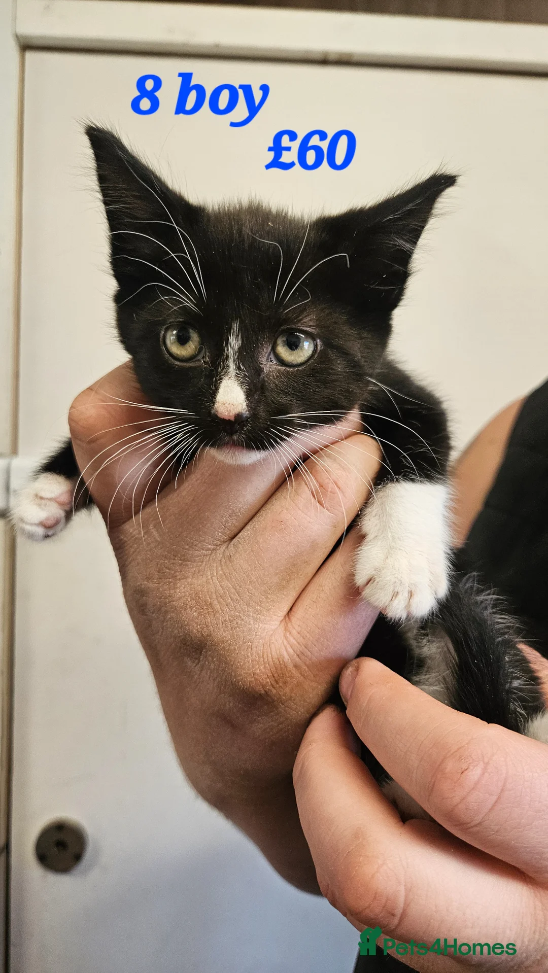 Mixed Breed cats for sale: Beautiful litter - Advert 9