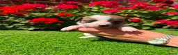 Jack Russell dogs for sale: Adorable jack Russell puppies  - Advert 5