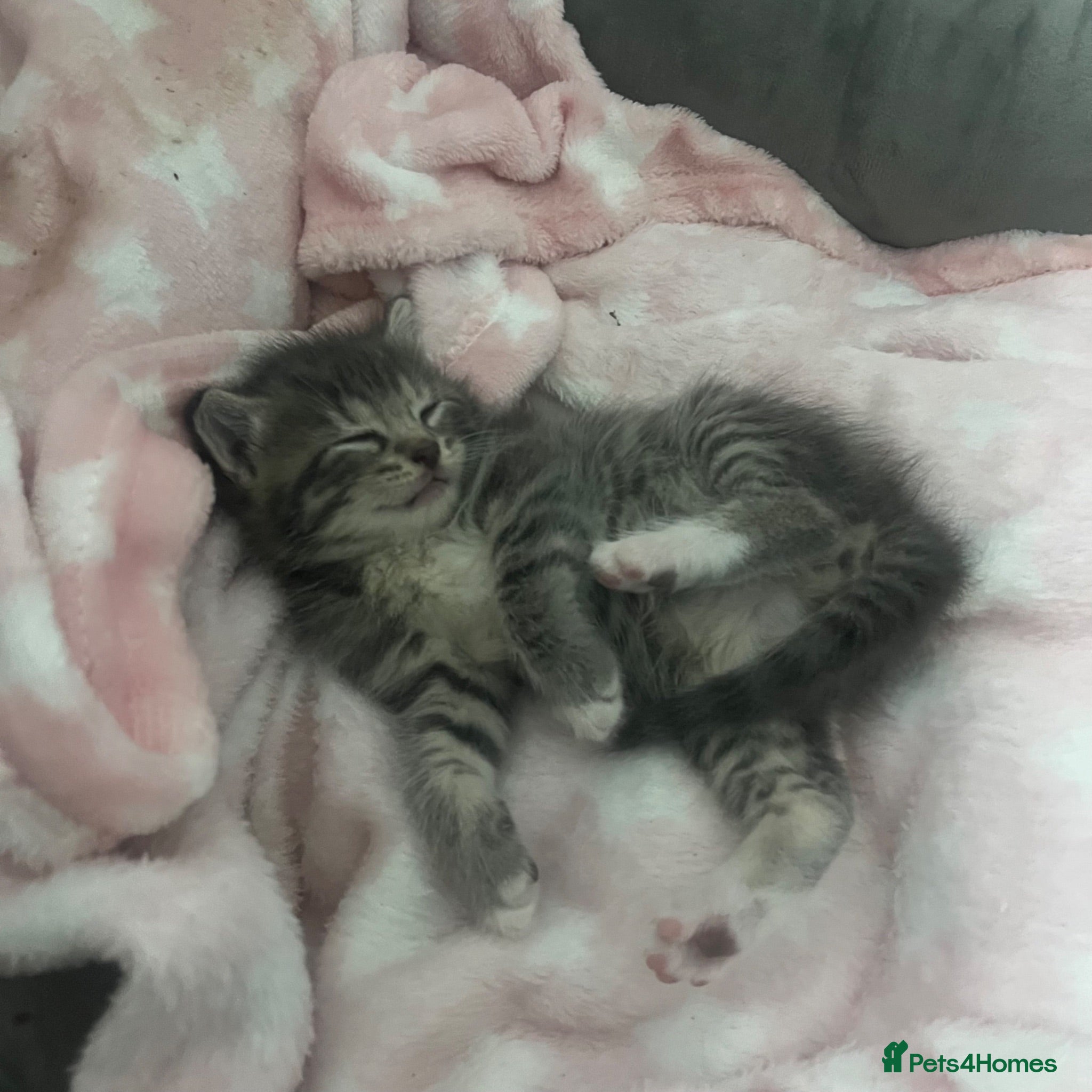 Maine Coon cats Gorgeous boys looking for their forever homes - Advert 3