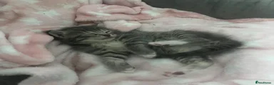 Maine Coon 2