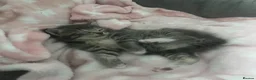 Maine Coon cats for sale: Gorgeous boys looking for their forever homes - Advert 1