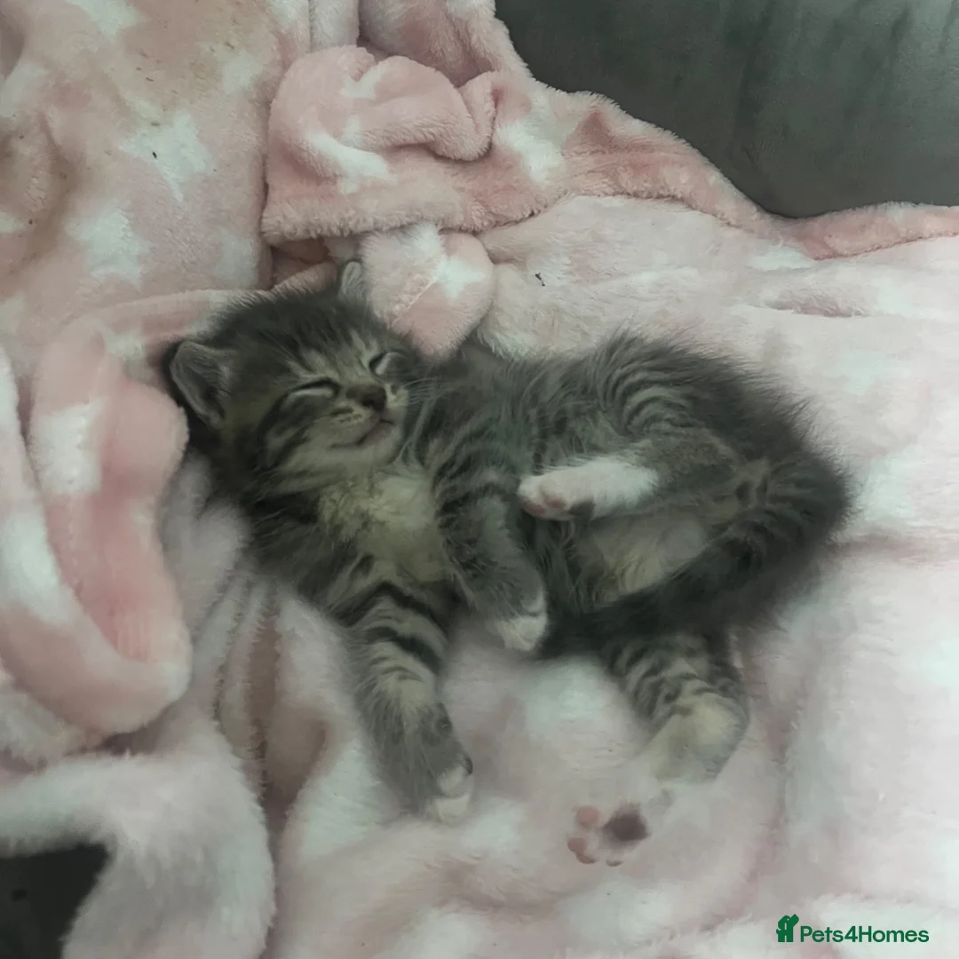 Maine Coon cats for sale: Gorgeous boys looking for their forever homes - Advert 1