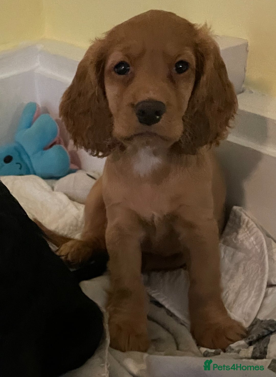 Cocker Spaniel dogs for sale: Cocker Spaniel puppies kennel club registered - Advert 4