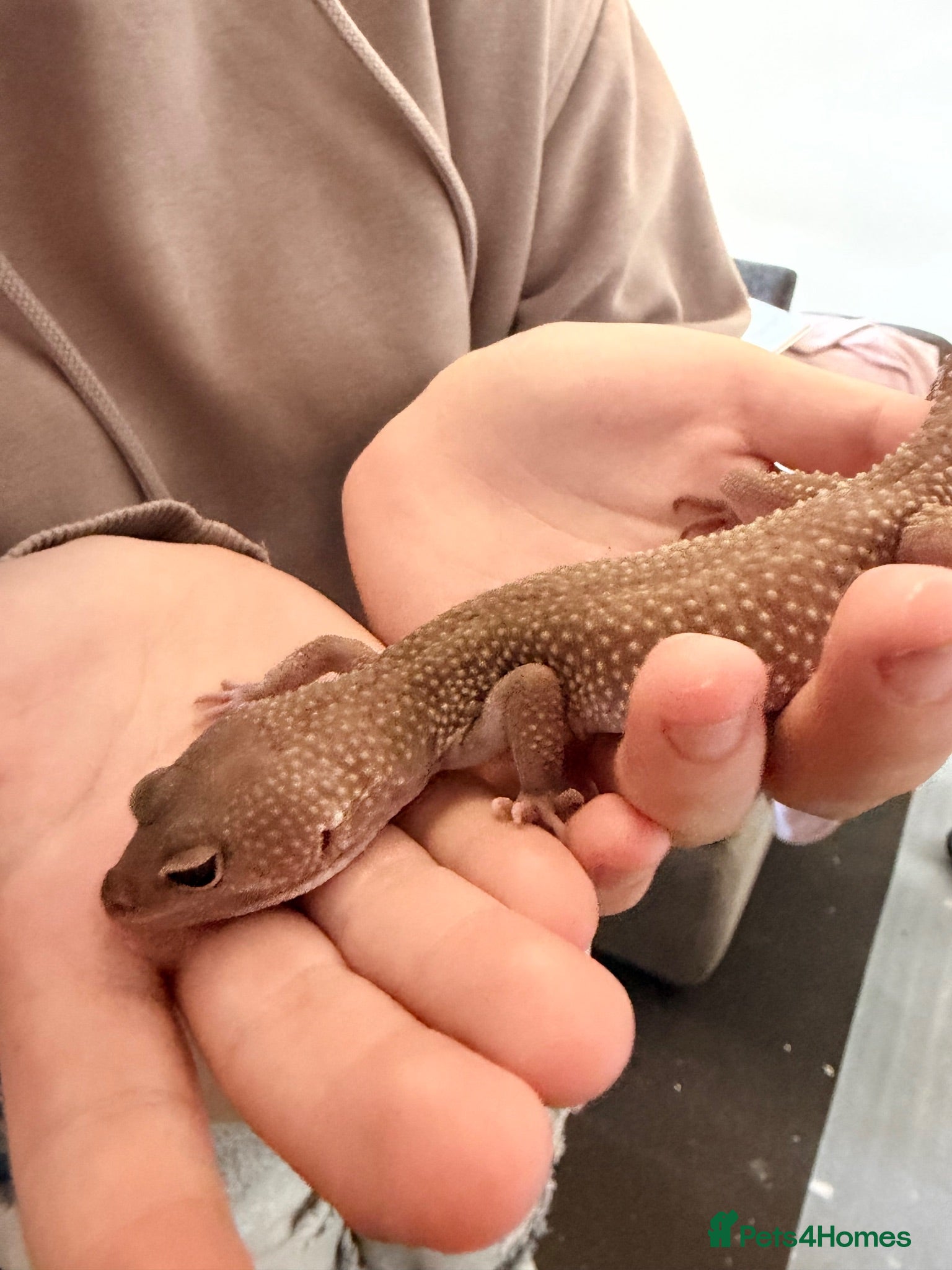 Gecko reptiles Potato the gecko and vivarium - Advert 1