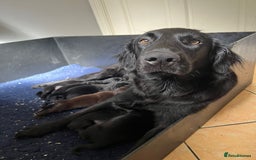 Flat coated Retriever dogs for sale: Superb Flatcoated Retrievers - Image 6