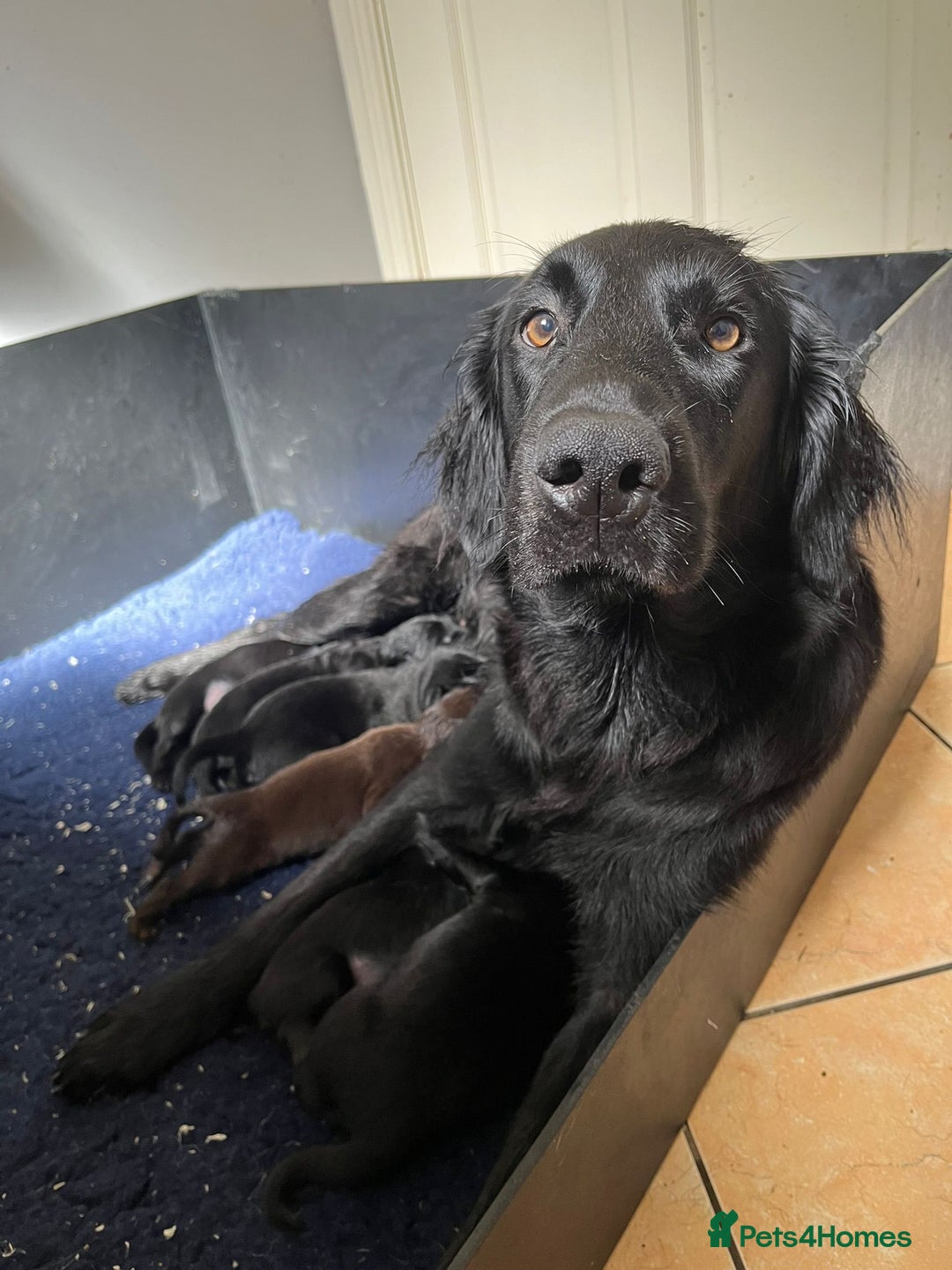 Flat coated Retriever dogs for sale: Superb Flatcoated Retrievers - Image 6