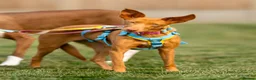 Ibizan Hound dogs for adoption: Cris - sweet female Podenco  in Ware - Advert 4