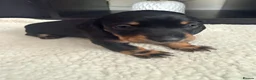 Miniature Dachshund dogs for sale: Lovely litter of 5 Miniature Dachshunds  - Advert 20