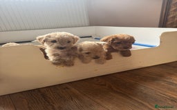 Cockapoo dogs for sale: Wonderful snuggle buddy  - Image 12