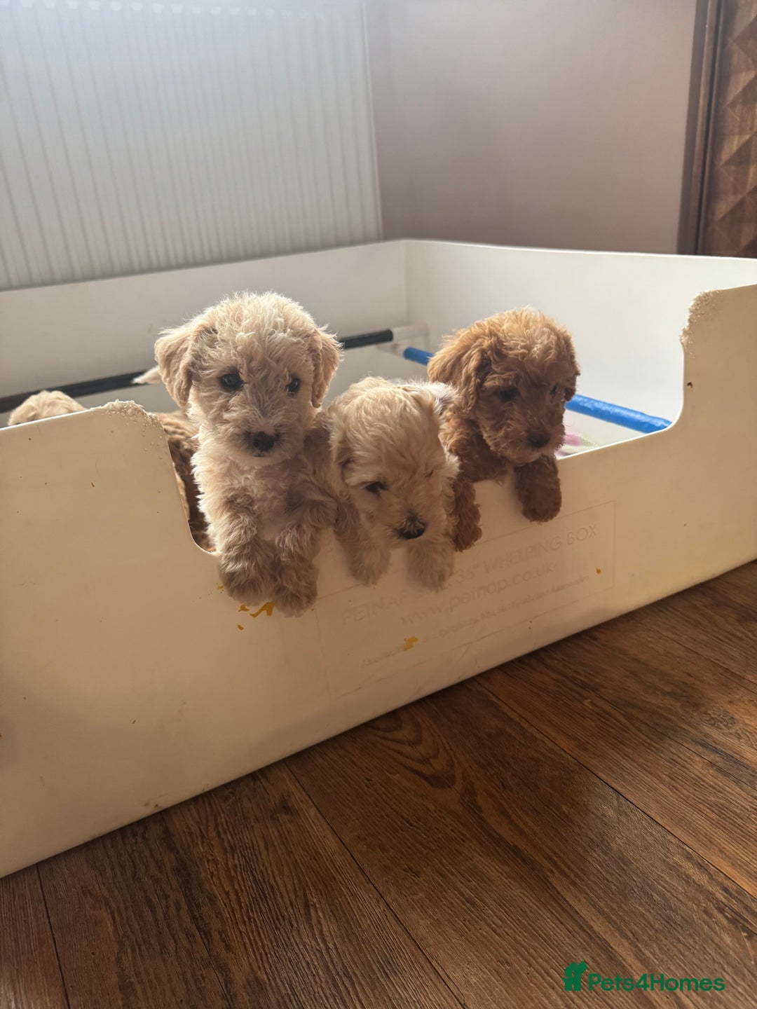 Cockapoo dogs for sale: Wonderful snuggle buddy  - Image 12