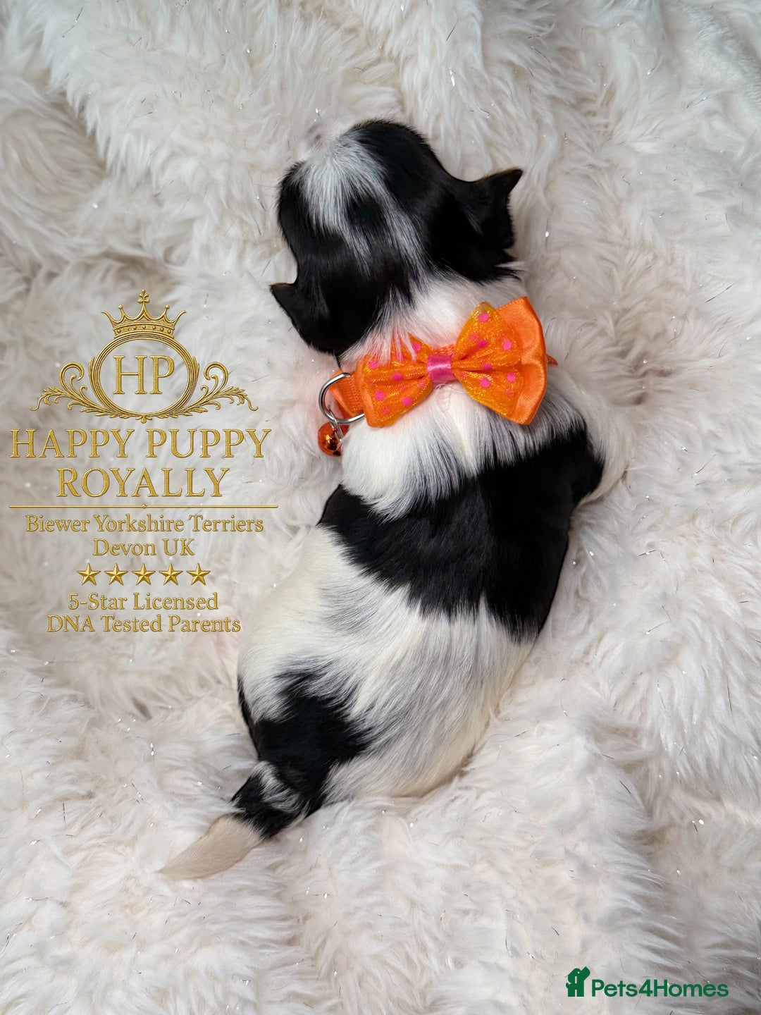 Yorkshire Terrier dogs for sale: BIEWER YORKIE PUPPIES 4 Available Licensed Breeder - Advert 4