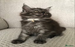 Maine Coon cats for sale: MaineCoon Kittens Black Smoke 1 Boy & 2 Girls - Image 31