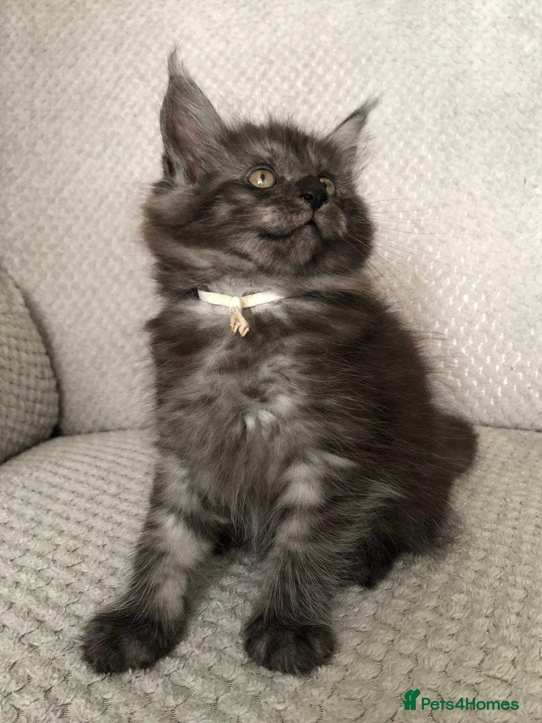 Maine Coon cats for sale: MaineCoon Kittens Black Smoke 1 Boy & 2 Girls - Image 31