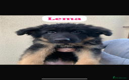 German Shepherd dogs for sale: KC reg GSD pups  - Image 5