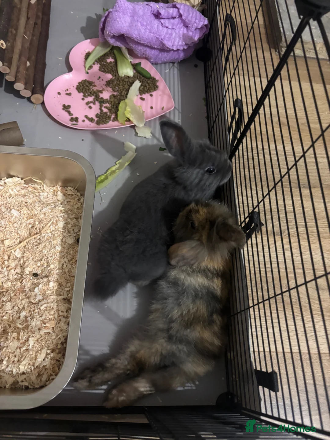 Lionhead rabbits for sale: Two sibling lion head rabbits  - Advert 2