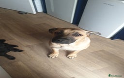 Mixed Breed dogs for sale: Beautiful Cane corso x German Shepherd female - Image 2