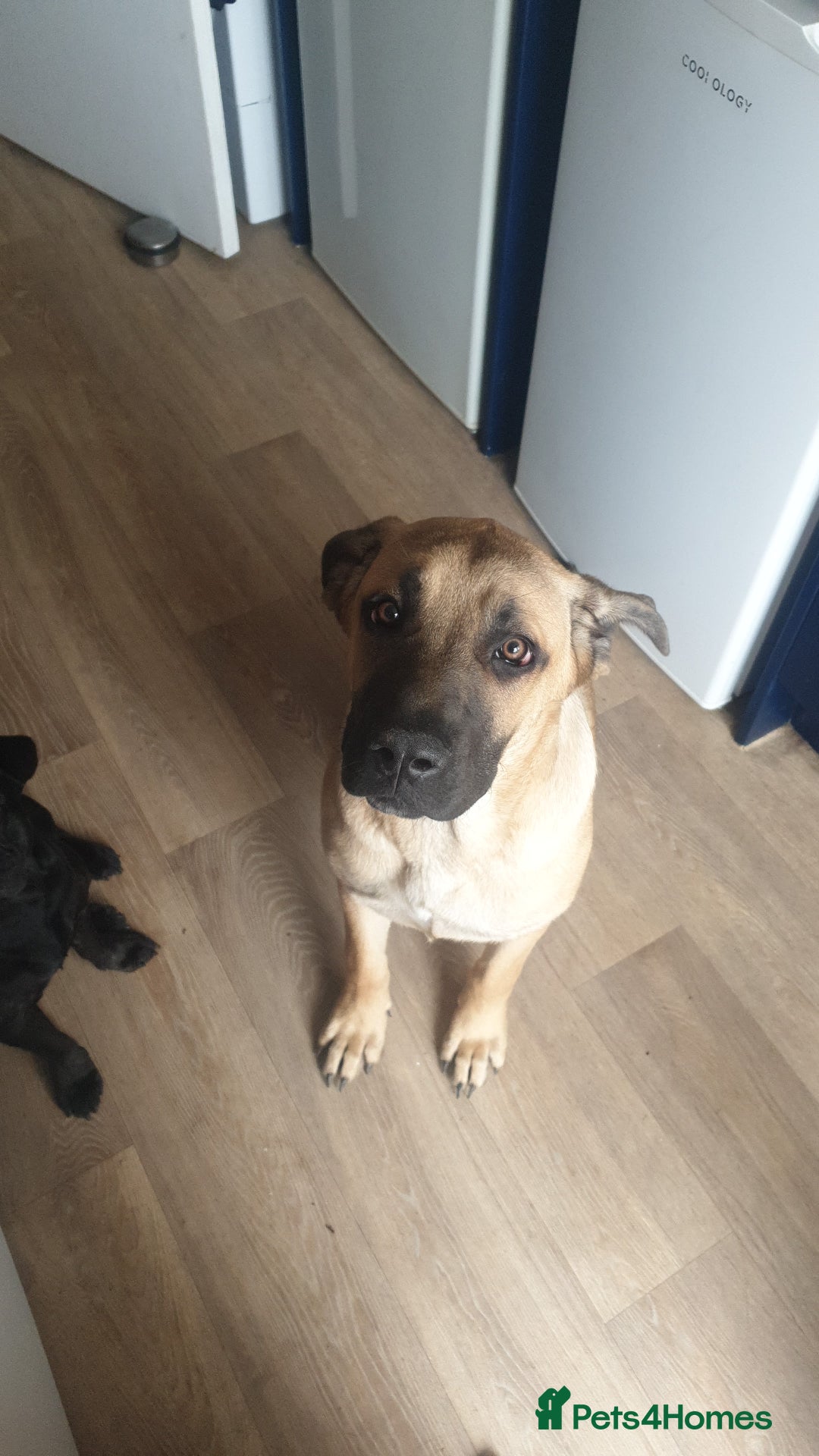 Mixed Breed dogs for sale: Beautiful Cane corso x German Shepherd female - Image 2
