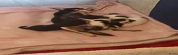 Chihuahua dogs for sale: Four chihuahua puppies for sale  in Shrewsbury - Advert 5