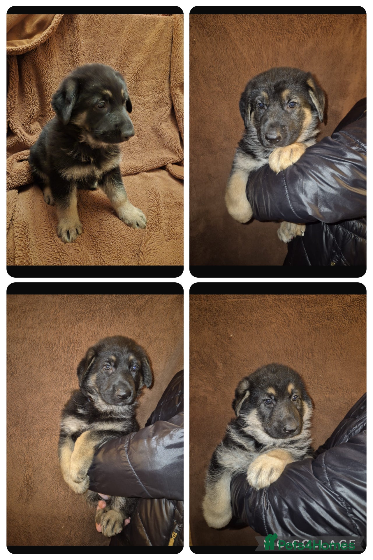 German Shepherd dogs German shepherd puppies for sale  - Advert 13