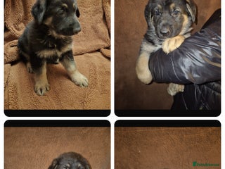 German Shepherd dogs German shepherd puppies for sale - Advert 13