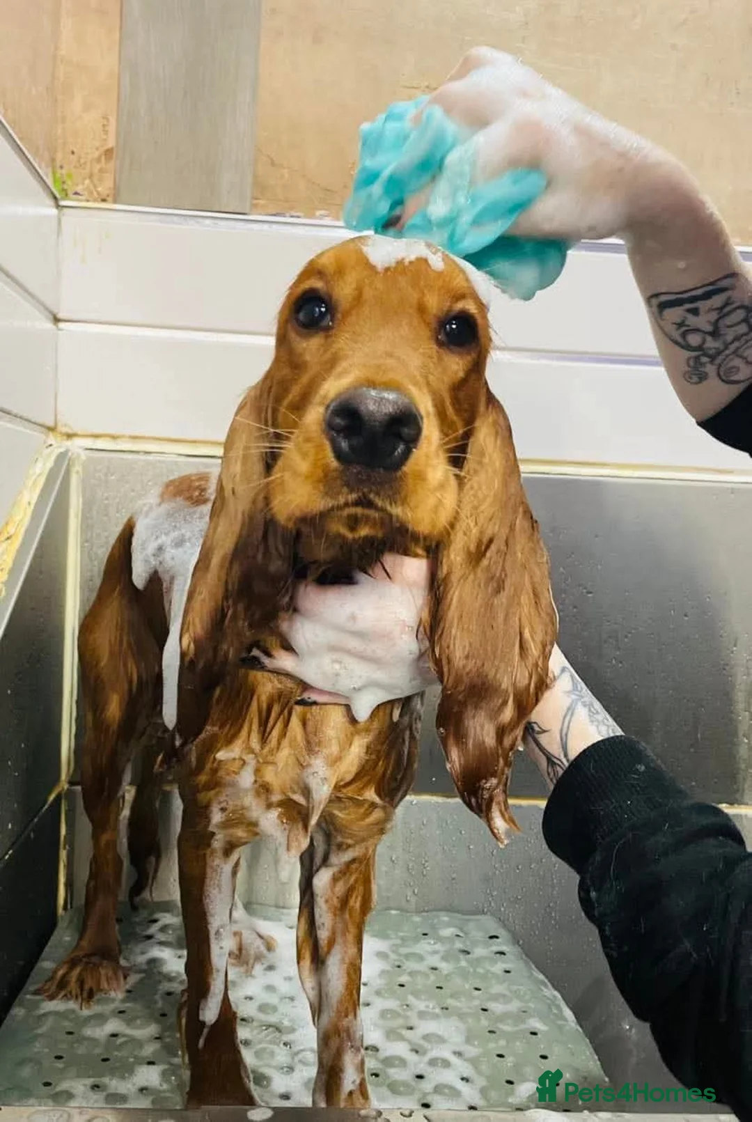 Cocker Spaniel dogs for stud: Show cocker spaniel for stud - Advert 2