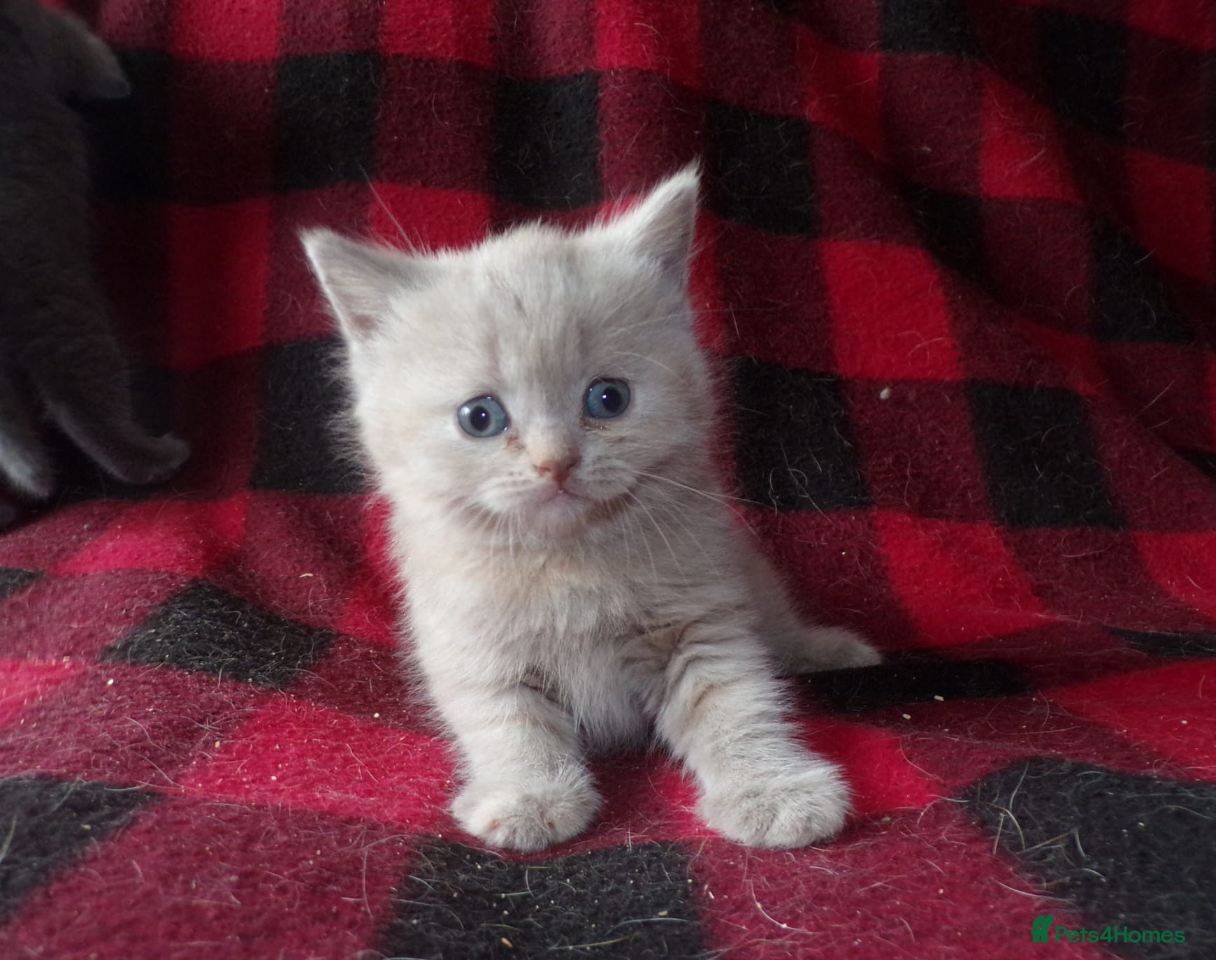 British Shorthair cats 💜 Precious Litter Of BSH Kittens 💜 - Advert 1