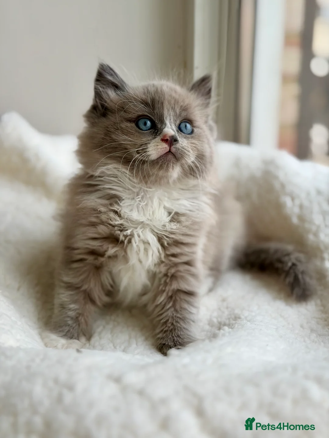 Ragdoll cats for stud: TICA registered seal mink stud - Advert 9