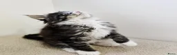 Maine Coon cats for sale: Maine coon kittens  - Advert 4