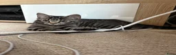 Mixed Breed cats for sale: female kittens - tabby and black  - Advert 4