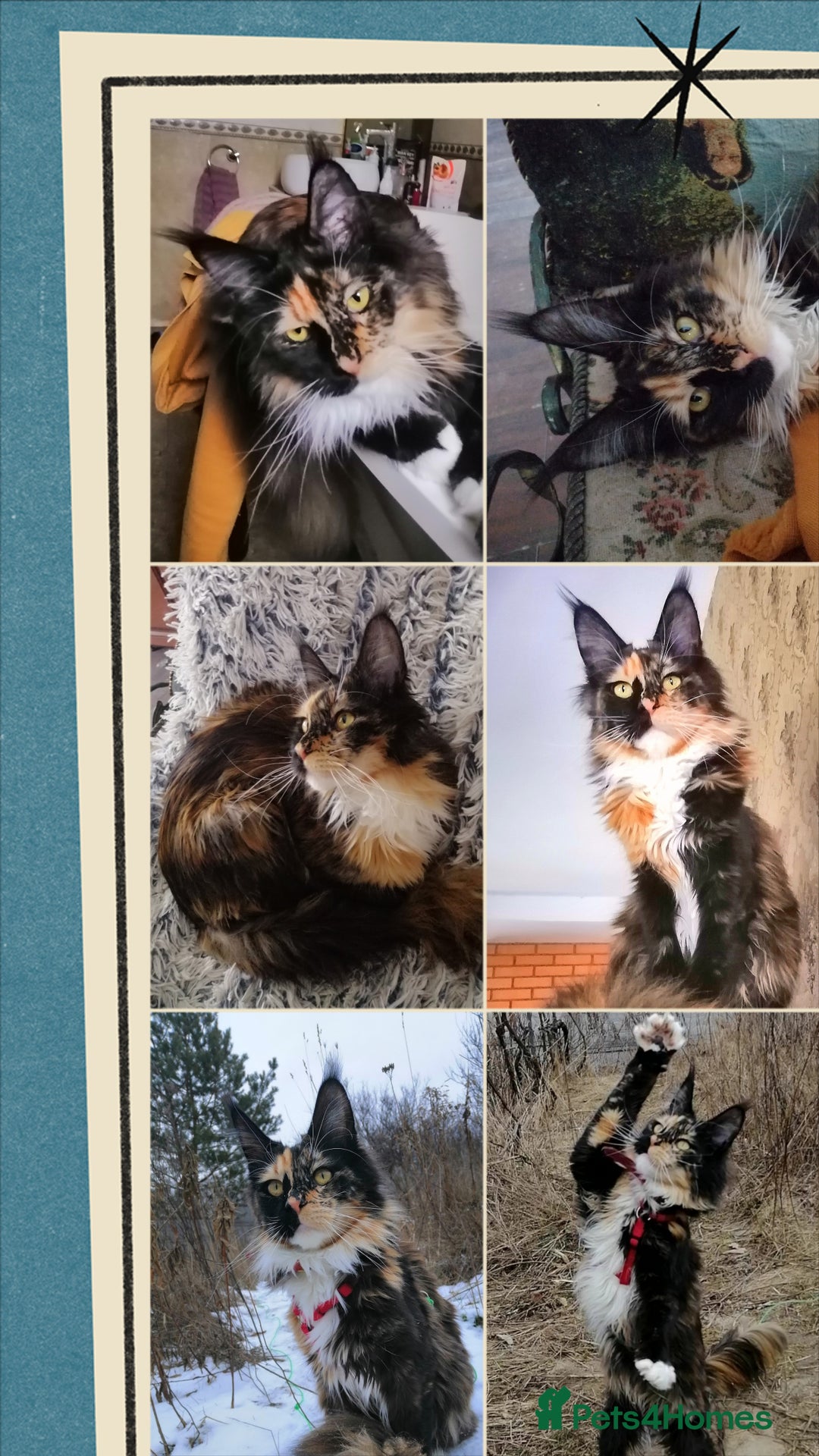 Maine Coon cats for sale: Maine Coon kitten Fire Red Marble Tabby and White - Image 25