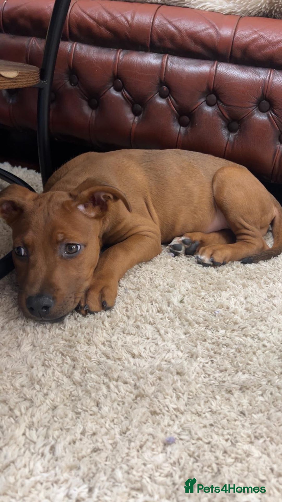 Mixed Breed dogs for sale: beautiful mastiff german shepherd female dog - Advert 6