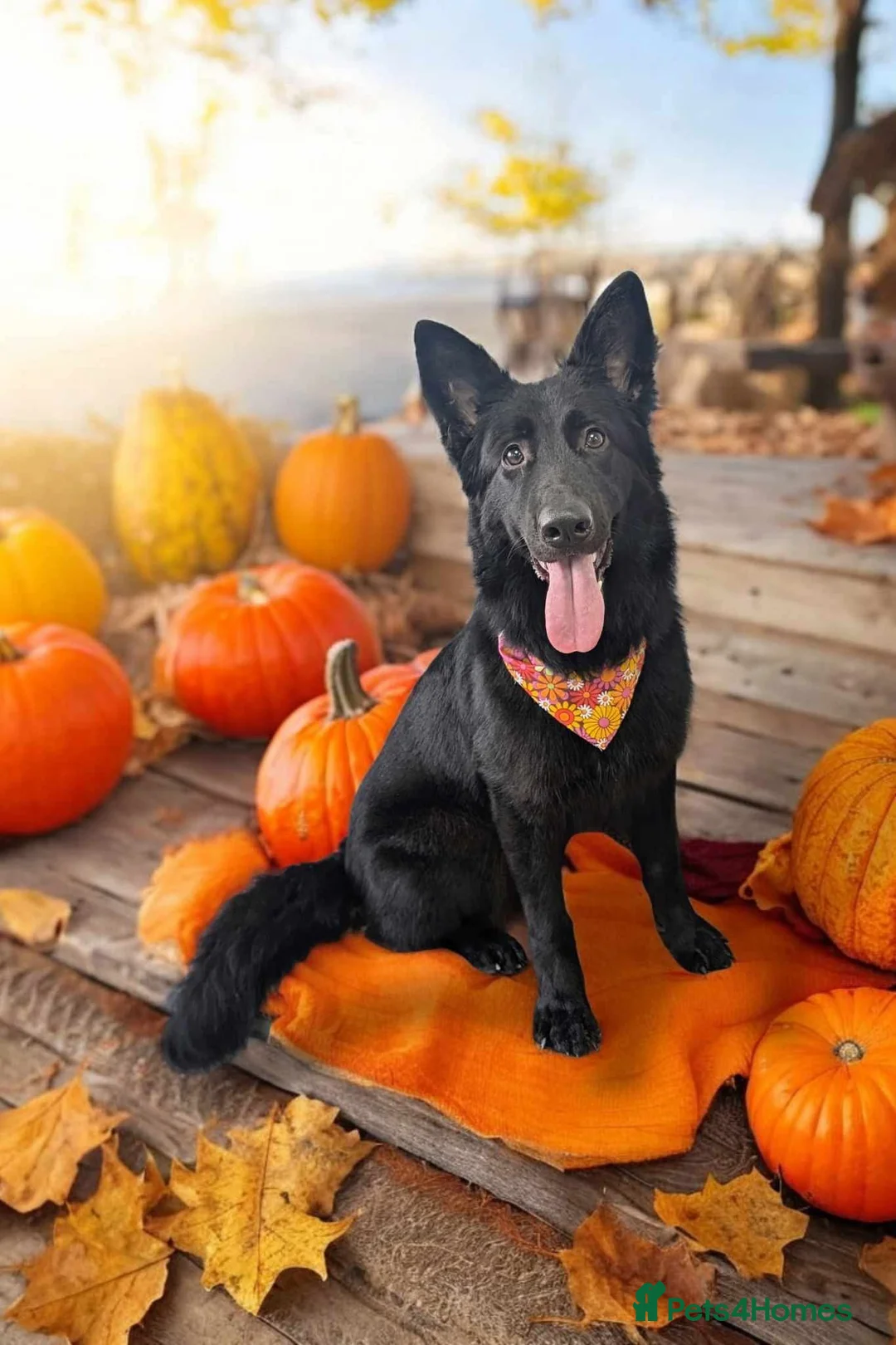 German Shepherd dogs for sale: 2year old female German shepherd  - Advert 1