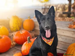 German Shepherd dogs 2year old female German shepherd - Advert 1