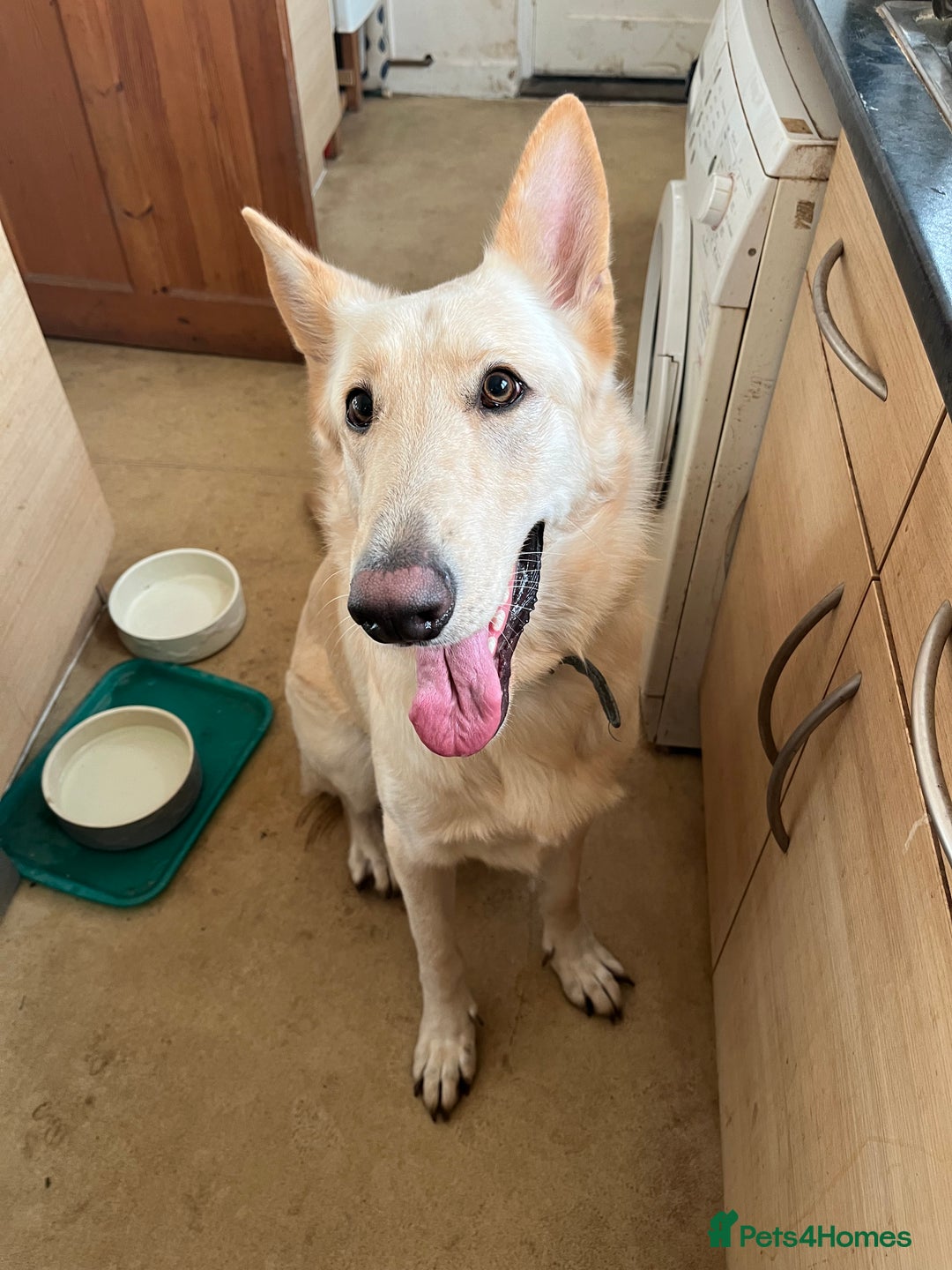 German Shepherd dogs for sale: Bear needs a home - Image 2