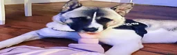Akita dogs for sale: American Akita  in Littlehampton - Advert 5