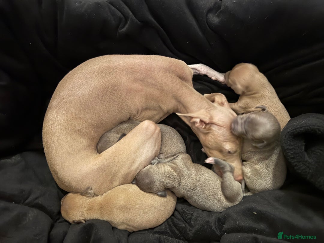 Italian Greyhound dogs for sale: Italian Greyhound Puppies – Champion Bloodlines - Advert 6