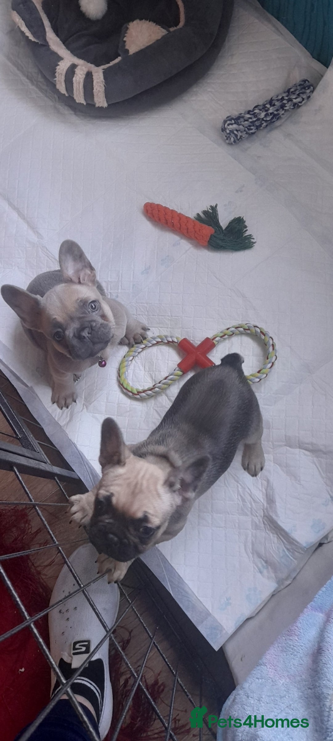 French Bulldog dogs for sale: French bulldog puppies - Image 4