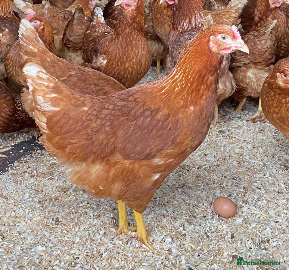 Chickens poultry Goldlines hens  - Advert 1