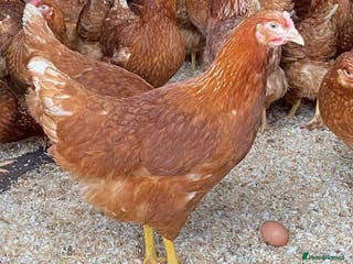 Chickens poultry Goldlines hens - Advert 12