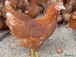 Chickens poultry Goldlines hens - Advert 3